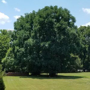 Meet your Posher, Diana